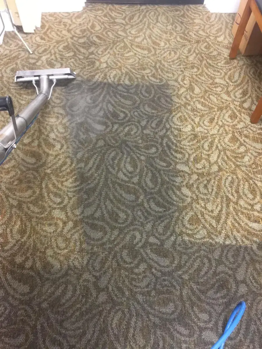 Area rug being extracted during odor treatment β Imperial Carpet Cleaning, San Diego Area rug being extracted during odor treatment β Imperial Carpet Cleaning, San Diego