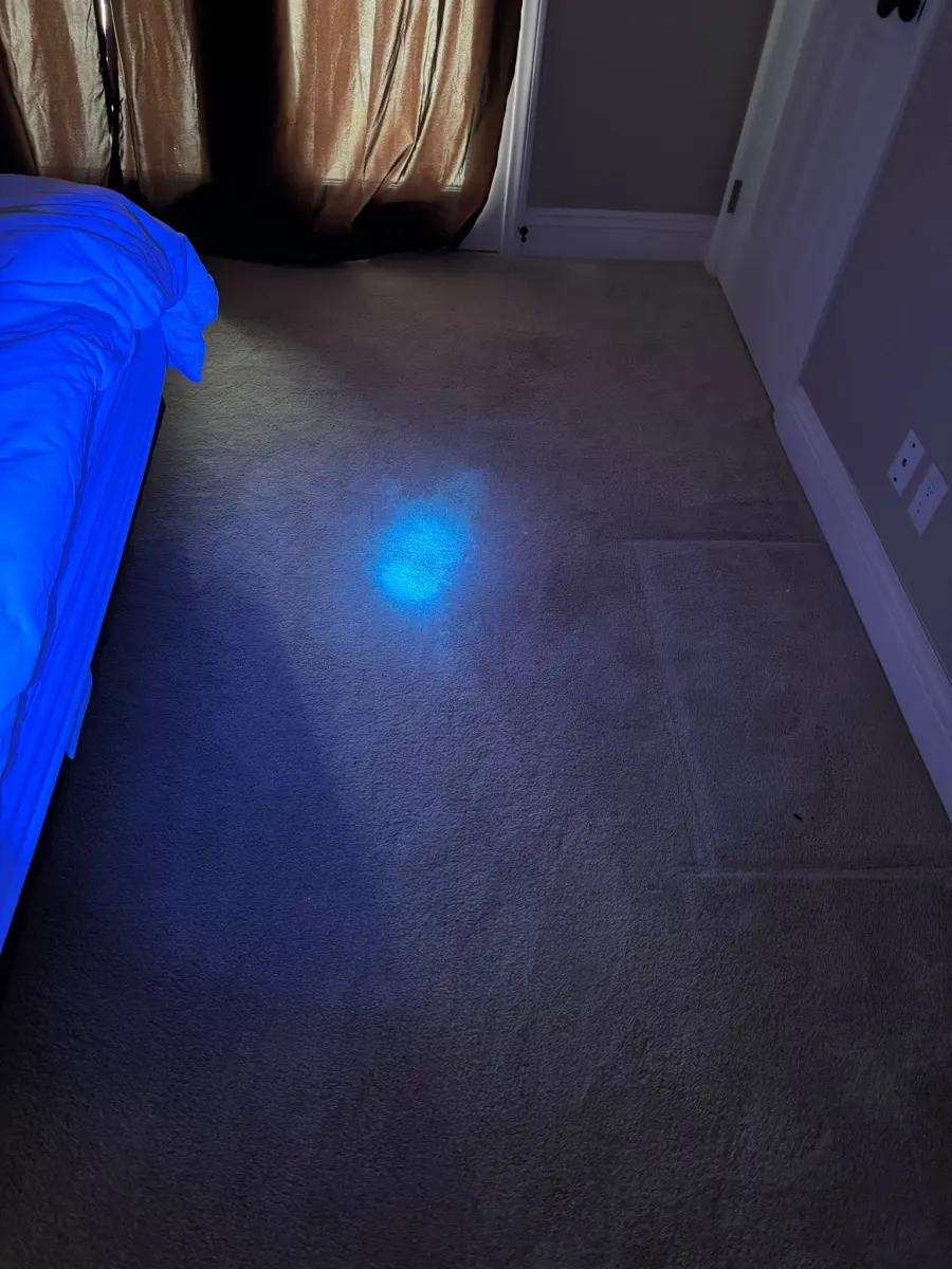 Blacklight inspection for pet urine before odor treatment β Imperial Carpet Cleaning, San Diego Blacklight inspection for pet urine before odor treatment β Imperial Carpet Cleaning, San Diego